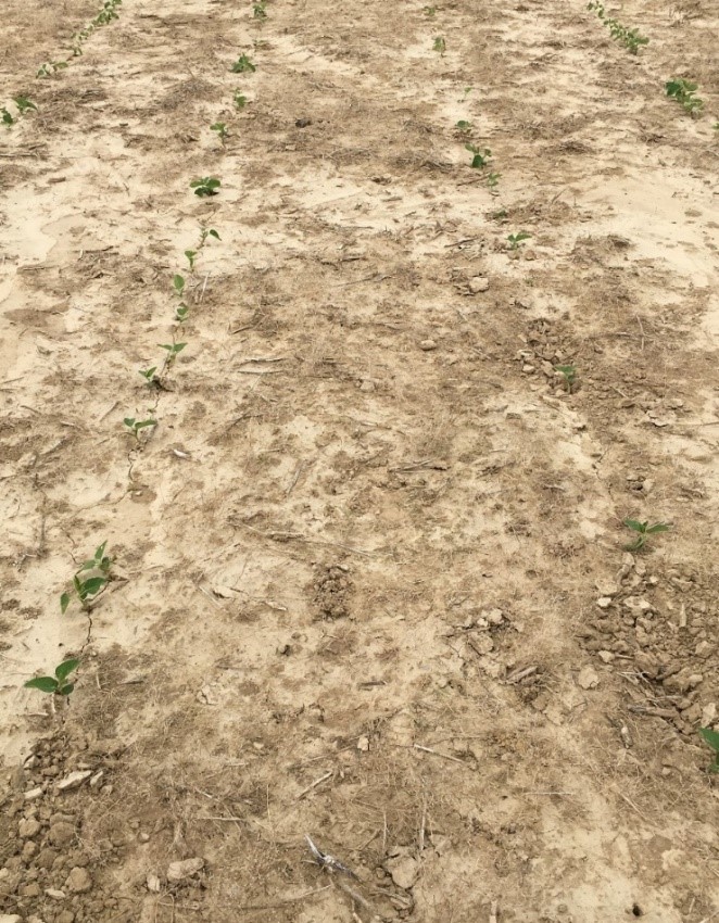 Soybean Emergence Issues
